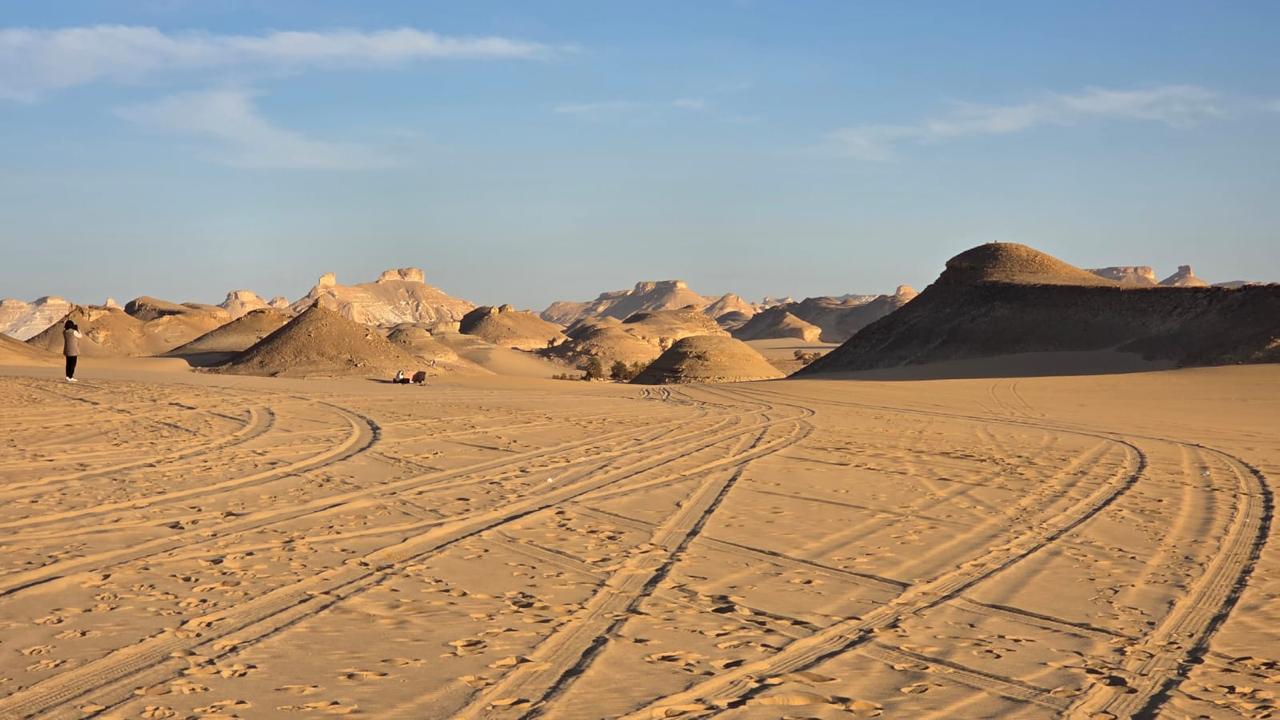 Palm trees and dunes in Bahariya Oasis